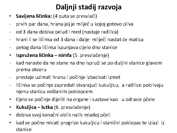 Daljnji stadij razvoja • • • Savijena ličinka: (4 puta se presvlači) prvih par