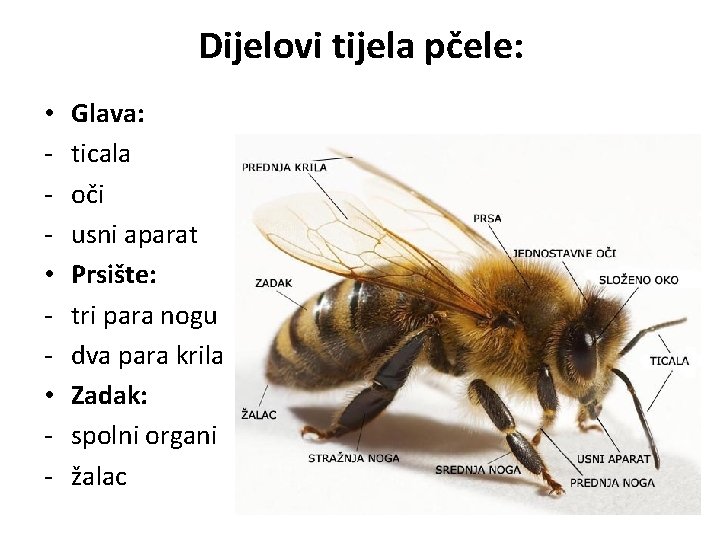 Dijelovi tijela pčele: • • • - Glava: ticala oči usni aparat Prsište: tri