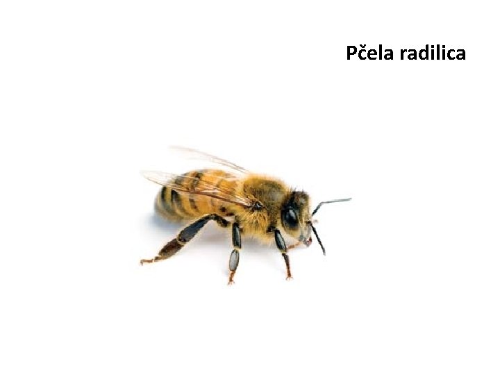 Pčela radilica 