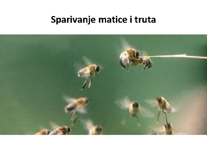 Sparivanje matice i truta 