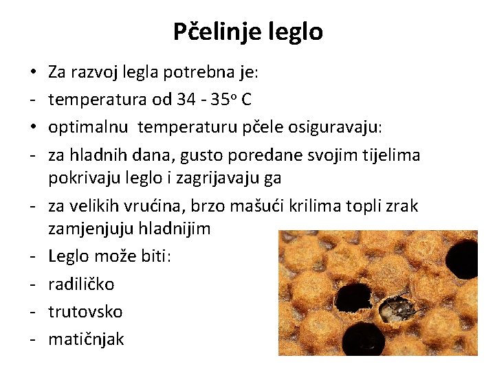 Pčelinje leglo • • - Za razvoj legla potrebna je: temperatura od 34 -