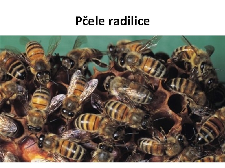 Pčele radilice 