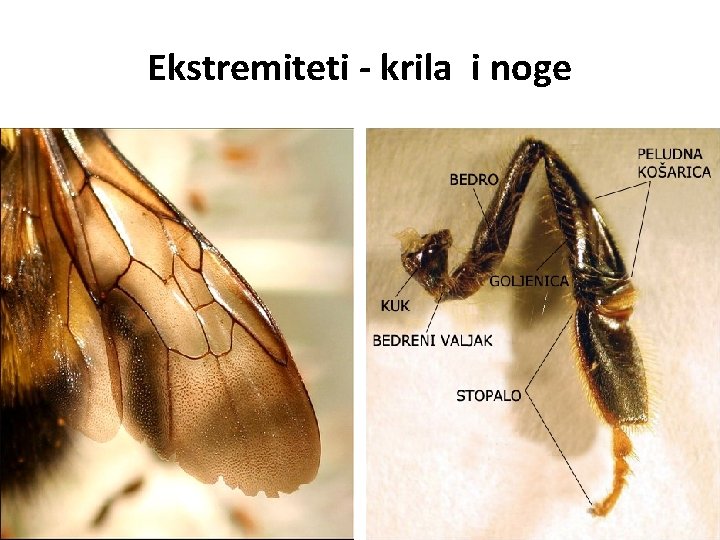 Ekstremiteti - krila i noge 