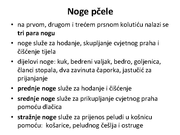 Noge pčele • na prvom, drugom i trećem prsnom kolutiću nalazi se tri para