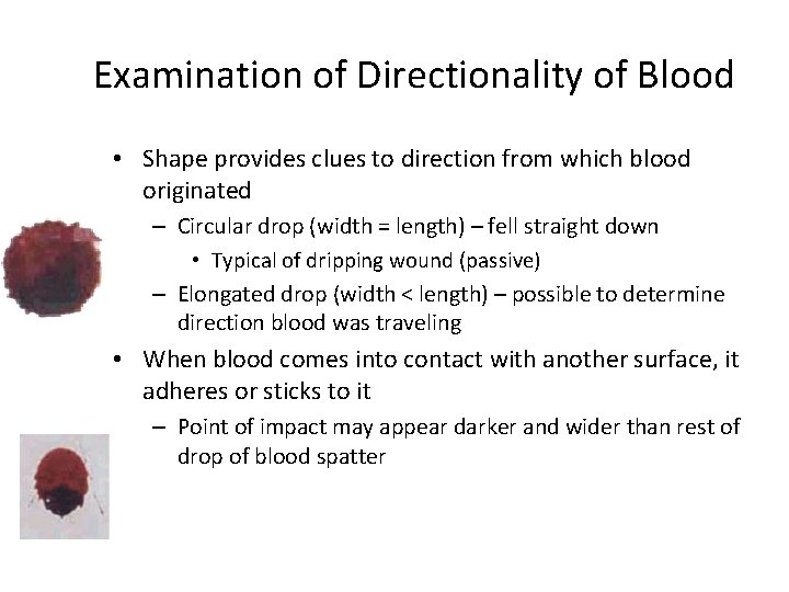 Examination of Directionality of Blood • Shape provides clues to direction from which blood