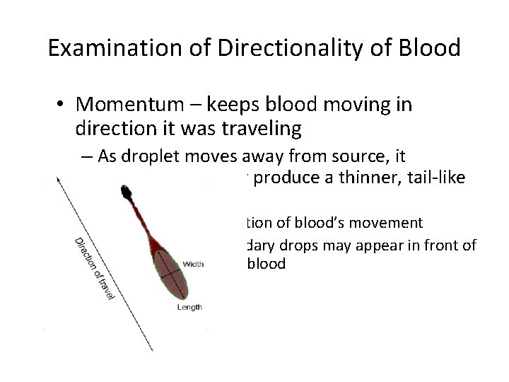 Examination of Directionality of Blood • Momentum – keeps blood moving in direction it