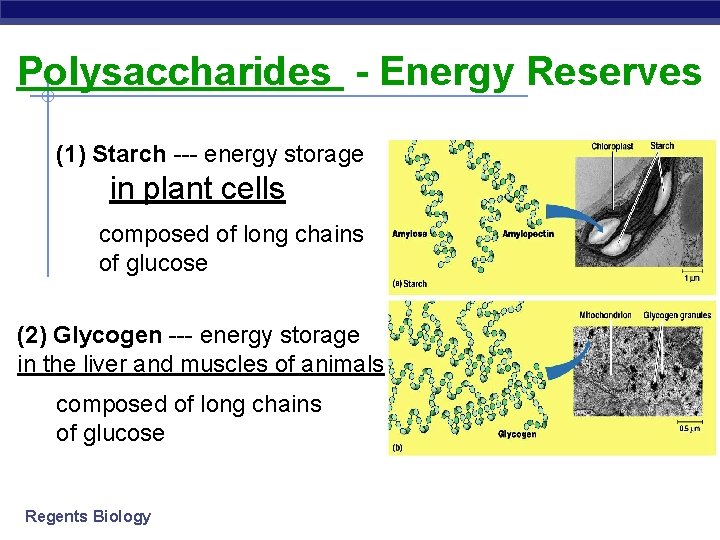 Polysaccharides - Energy Reserves (1) Starch --- energy storage in plant cells composed of