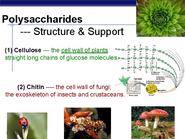 Polysaccharides --- Structure & Support (1) Cellulose --- the cell wall of plants straight