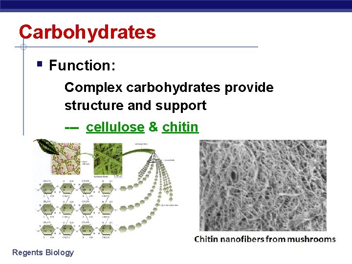 Carbohydrates § Function: Complex carbohydrates provide structure and support --- cellulose & chitin Regents