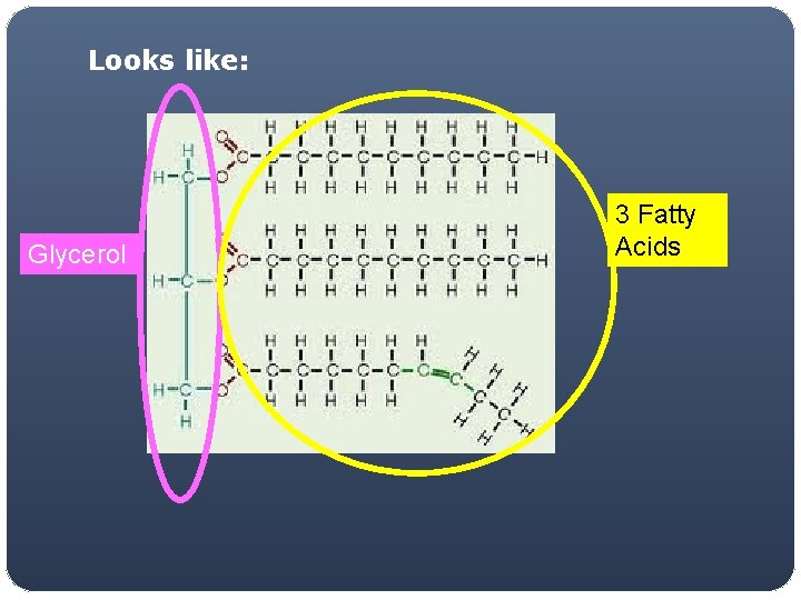 Looks like: Glycerol 3 Fatty Acids 