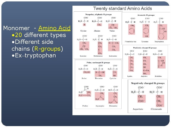 Monomer - Amino Acid • 20 different types • Different side chains (R-groups) •
