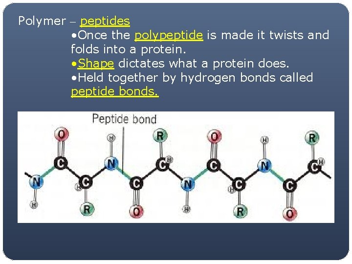 Polymer – peptides • Once the polypeptide is made it twists and folds into