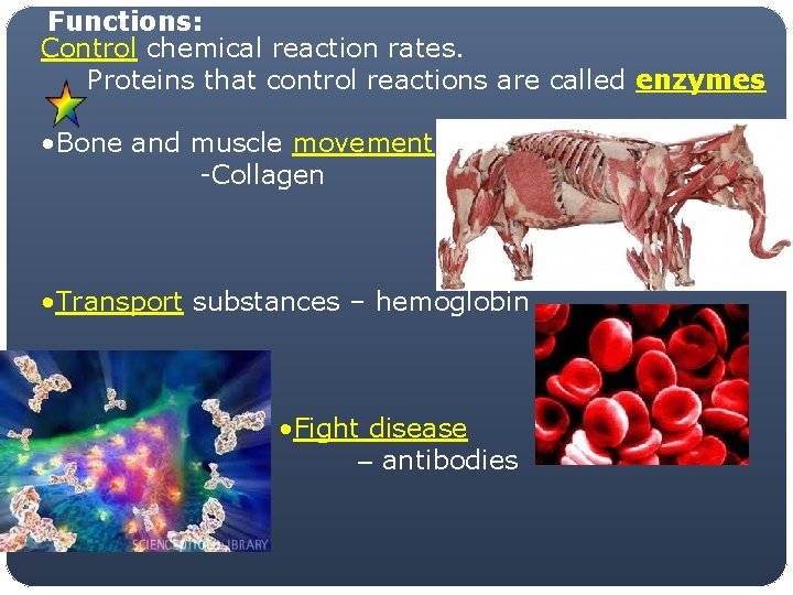 Functions: Control chemical reaction rates. Proteins that control reactions are called enzymes • Bone