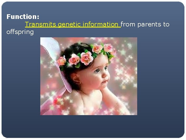 Function: Transmits genetic information from parents to offspring 