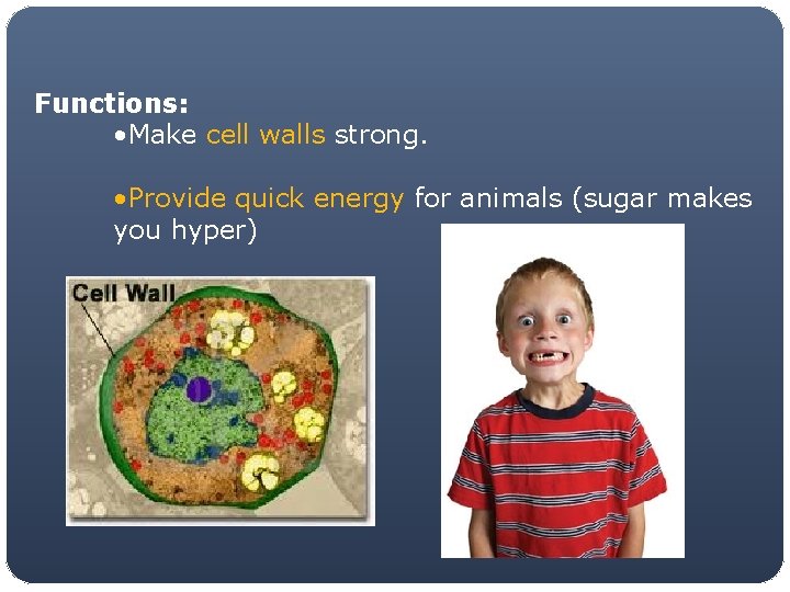 Functions: • Make cell walls strong. • Provide quick energy for animals (sugar makes