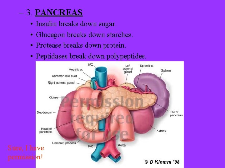 – 3. PANCREAS • • Insulin breaks down sugar. Glucagon breaks down starches. Protease