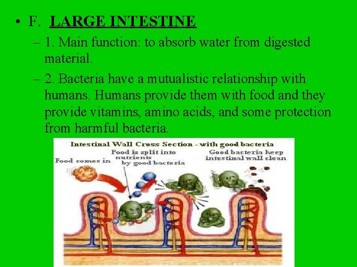  • F. LARGE INTESTINE – 1. Main function: to absorb water from digested