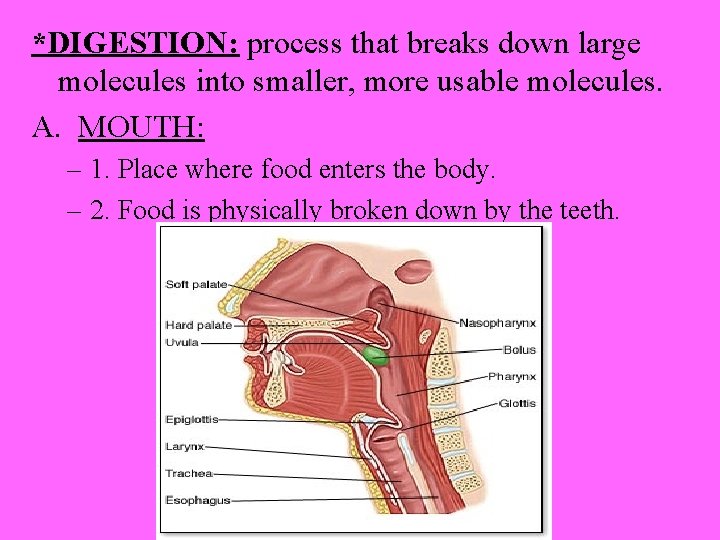 *DIGESTION: process that breaks down large molecules into smaller, more usable molecules. A. MOUTH: