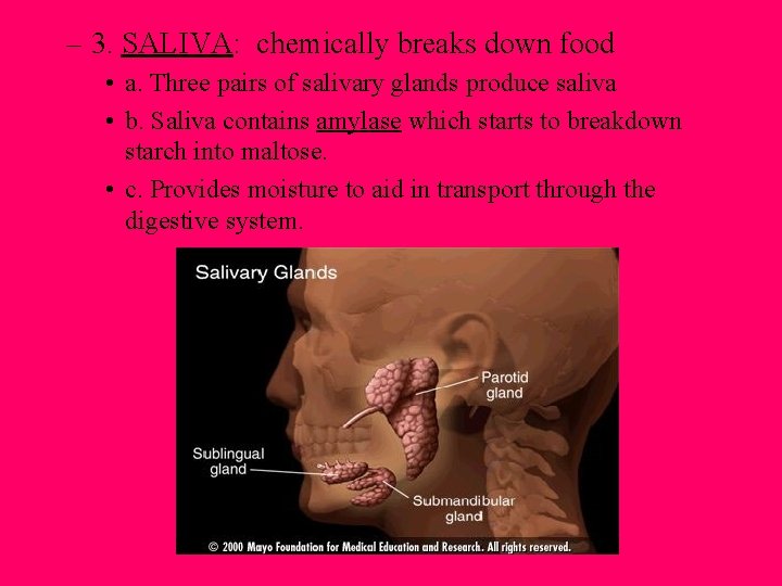 – 3. SALIVA: chemically breaks down food • a. Three pairs of salivary glands