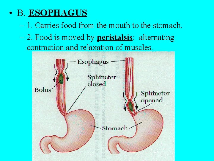  • B. ESOPHAGUS – 1. Carries food from the mouth to the stomach.
