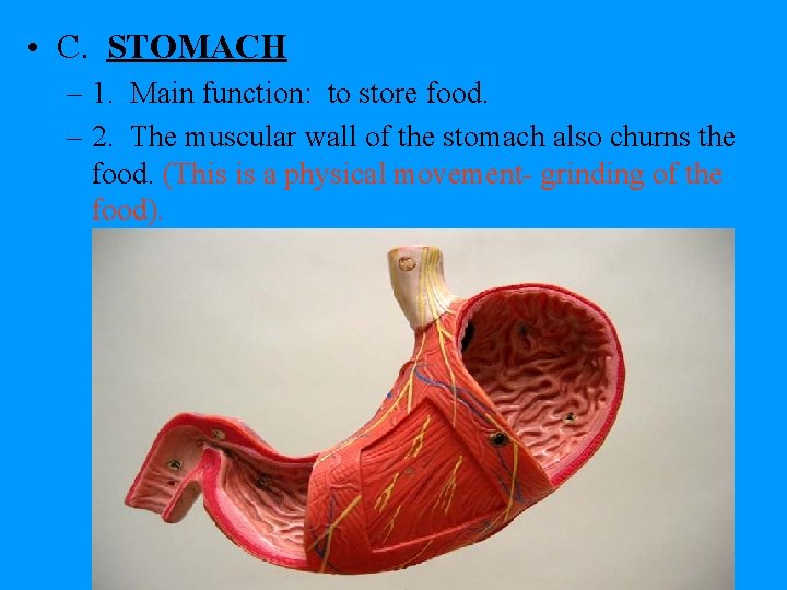  • C. STOMACH – 1. Main function: to store food. – 2. The
