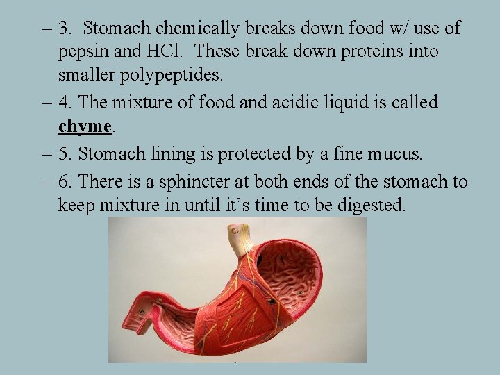 – 3. Stomach chemically breaks down food w/ use of pepsin and HCl. These