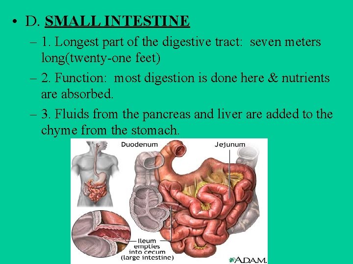  • D. SMALL INTESTINE – 1. Longest part of the digestive tract: seven