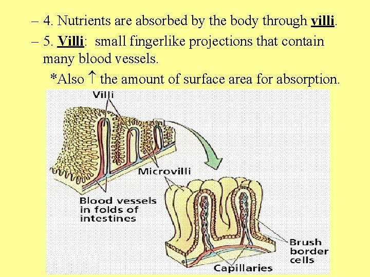 – 4. Nutrients are absorbed by the body through villi. – 5. Villi: small