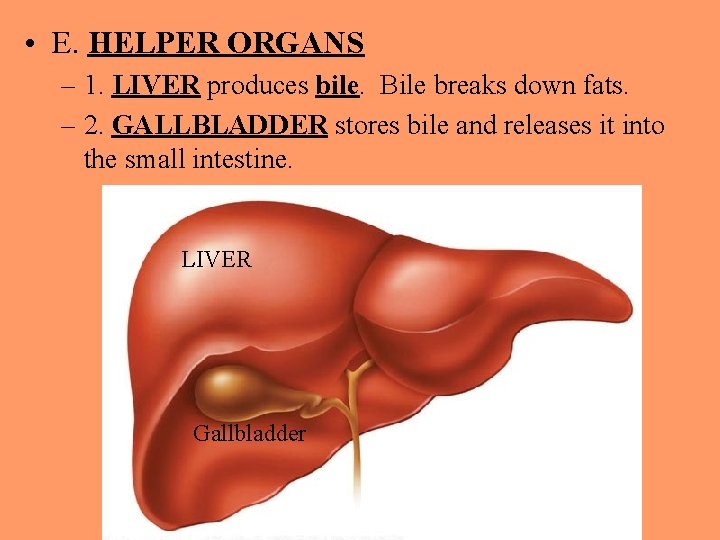  • E. HELPER ORGANS – 1. LIVER produces bile. Bile breaks down fats.