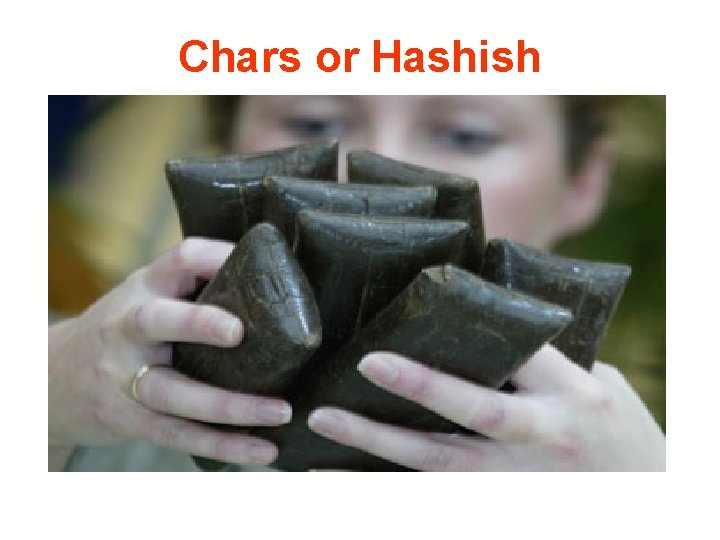 Chars or Hashish 