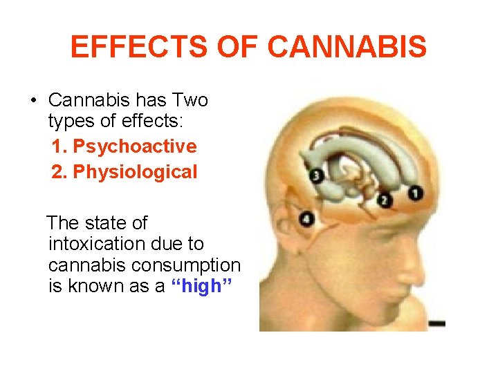 EFFECTS OF CANNABIS • Cannabis has Two types of effects: 1. Psychoactive 2. Physiological
