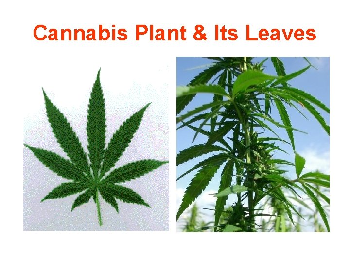 Cannabis Plant & Its Leaves 