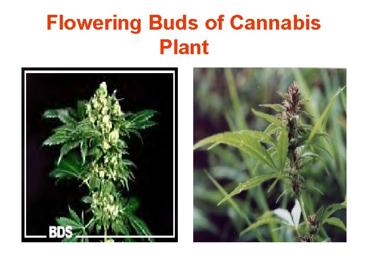 Flowering Buds of Cannabis Plant 
