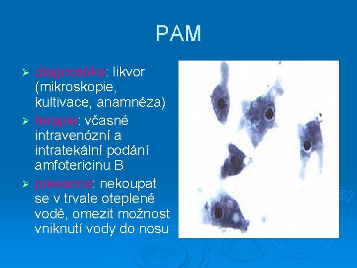PAM diagnostika: likvor (mikroskopie, kultivace, anamnéza) Ø terapie: včasné intravenózní a intratekální podání amfotericinu