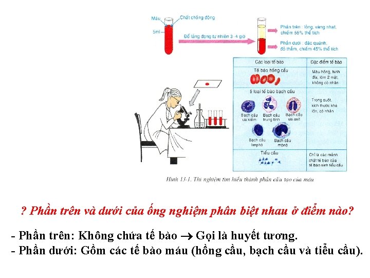 ? Phần trên và dưới của ống nghiệm phân biệt nhau ở điểm nào?