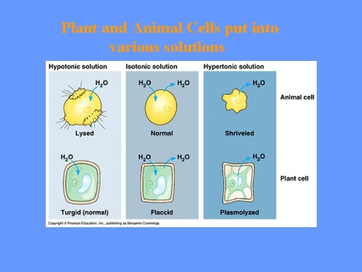 Plant and Animal Cells put into various solutions  Plant and Animal Cells put into various solutions