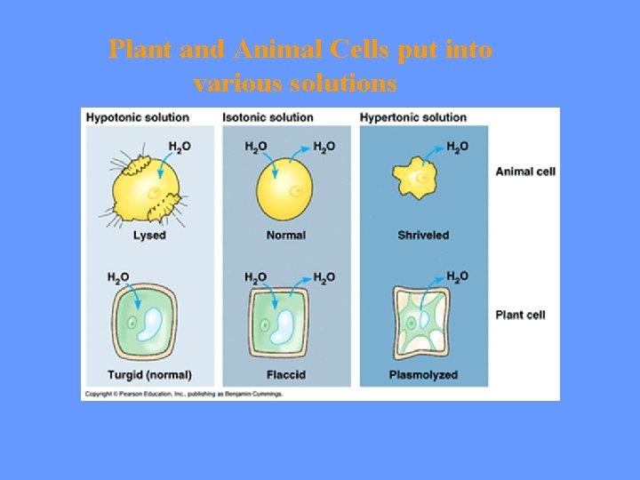 Plant and Animal Cells put into various solutions 