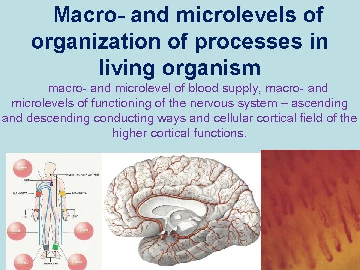 Macro- and microlevels of organization of processes in living organism macro- and microlevel of