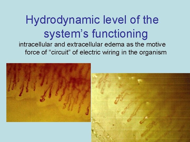 Hydrodynamic level of the system’s functioning intracellular and extracellular edema as the motive force