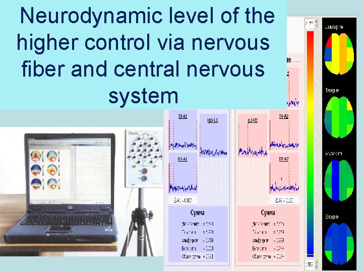 Neurodynamic level of the higher control via nervous fiber and central nervous system 