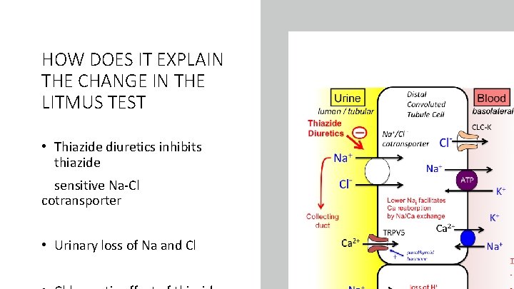 HOW DOES IT EXPLAIN THE CHANGE IN THE LITMUS TEST • Thiazide diuretics inhibits