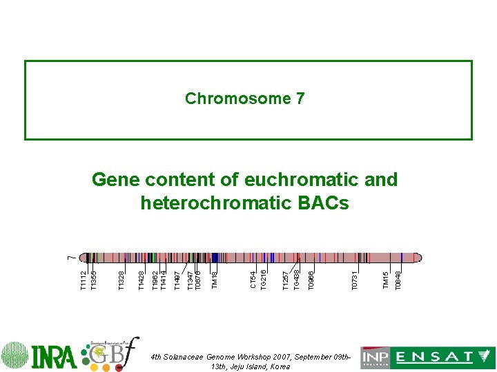 Chromosome 7 4 th Solanaceae Genome Workshop 2007, September 09 th 13 th, Jeju