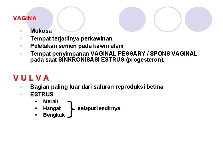 VAGINA § § Mukosa Tempat terjadinya perkawinan Peletakan semen pada kawin alam Tempat penyimpanan