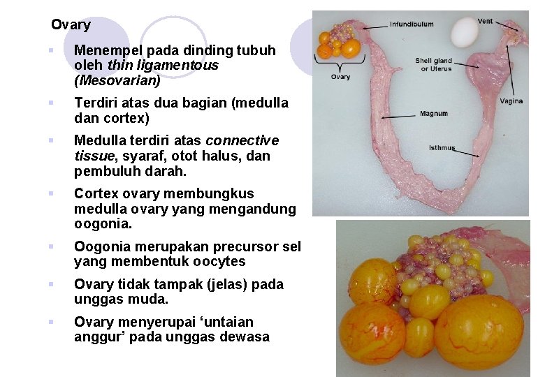 Ovary § Menempel pada dinding tubuh oleh thin ligamentous (Mesovarian) § Terdiri atas dua