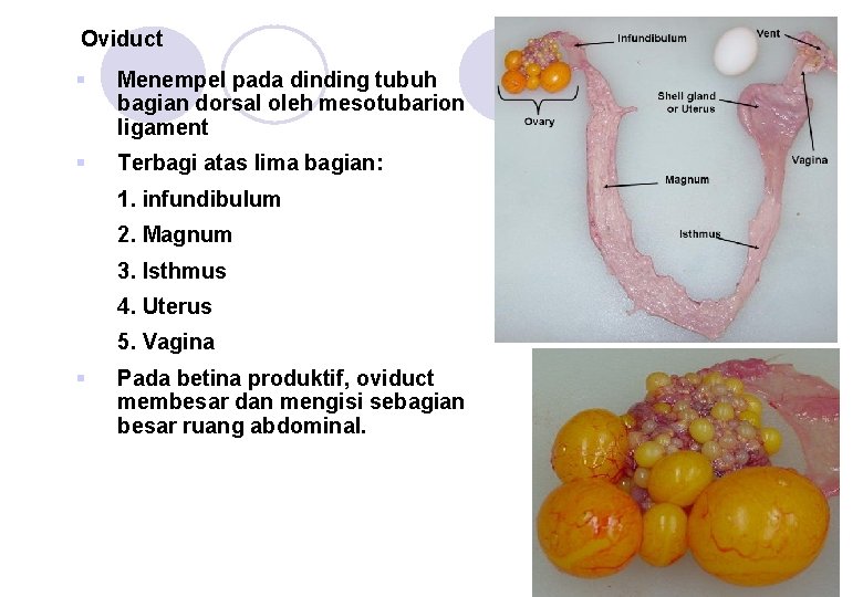 Oviduct § Menempel pada dinding tubuh bagian dorsal oleh mesotubarion ligament § Terbagi atas