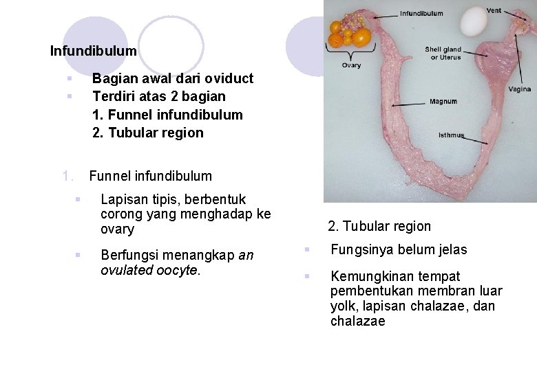 Infundibulum § § Bagian awal dari oviduct Terdiri atas 2 bagian 1. Funnel infundibulum