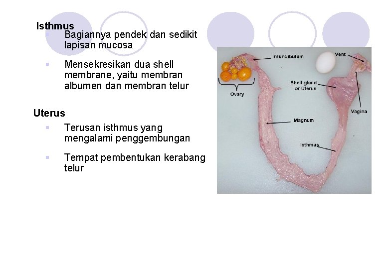 Isthmus § Bagiannya pendek dan sedikit lapisan mucosa § Mensekresikan dua shell membrane, yaitu