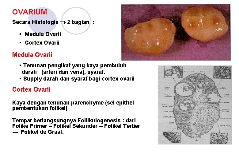 OVARIUM Secara Histologis 2 bagian : § Medula Ovarii § Cortex Ovarii Medula Ovarii