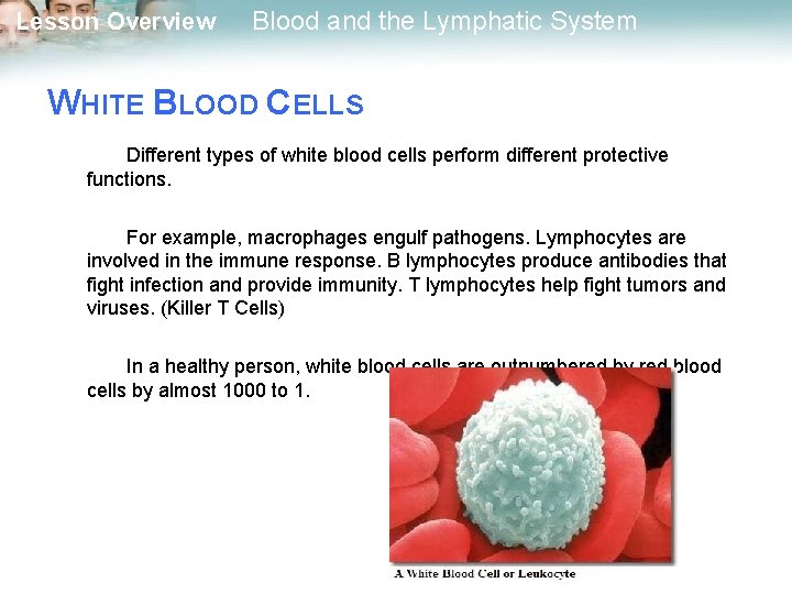 Lesson Overview Blood and the Lymphatic System Lesson