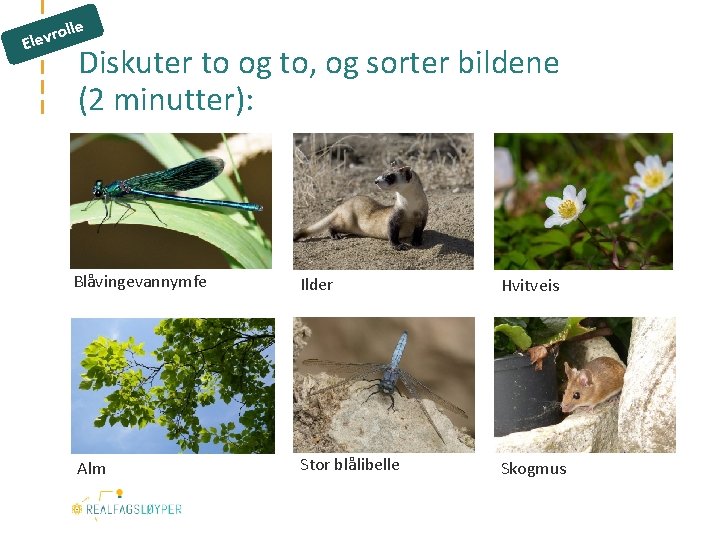 lle ro Elev Diskuter to og to, og sorter bildene (2 minutter): Blåvingevannymfe Ilder